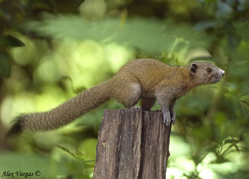 Beautiful Squirrel