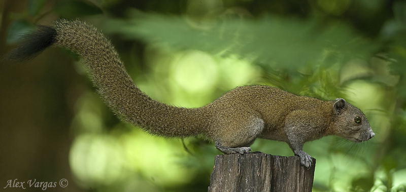 Beautiful Squirrel