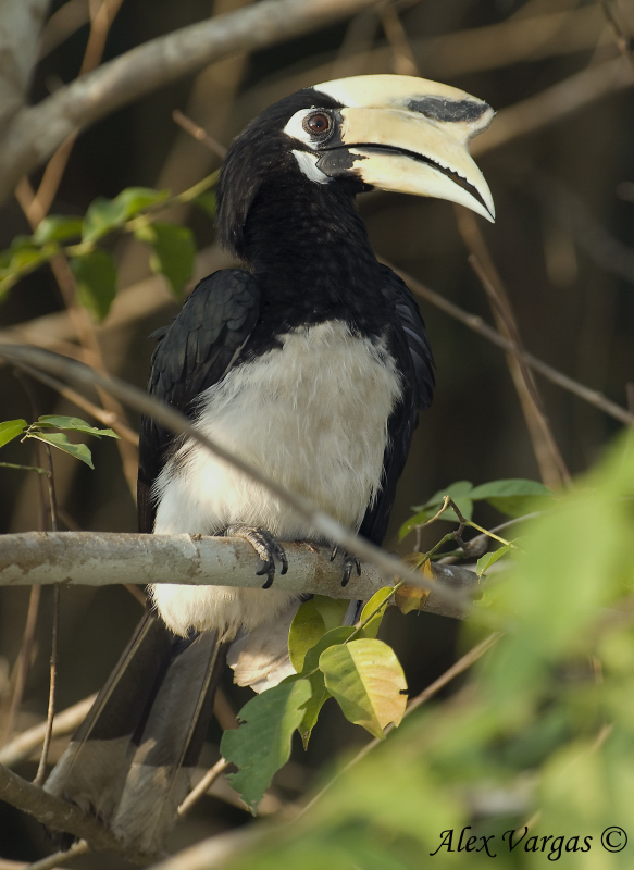 Oriental Pied Hornbill -- 2009