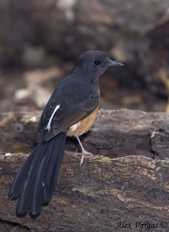 White-rumped Shama - female -- 2009 - back view