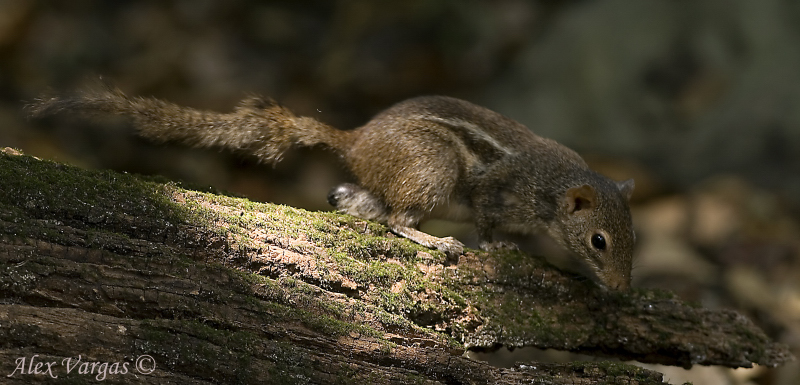 Indochinese Ground Squirrel