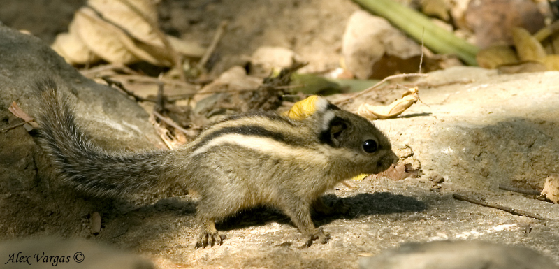 Burmese Striped Squirrel