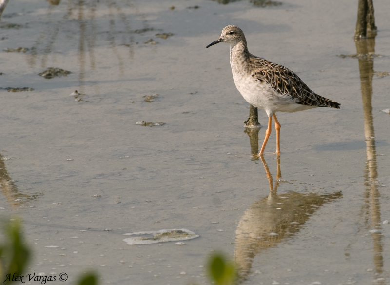 Ruff - male - non breed -- 2009