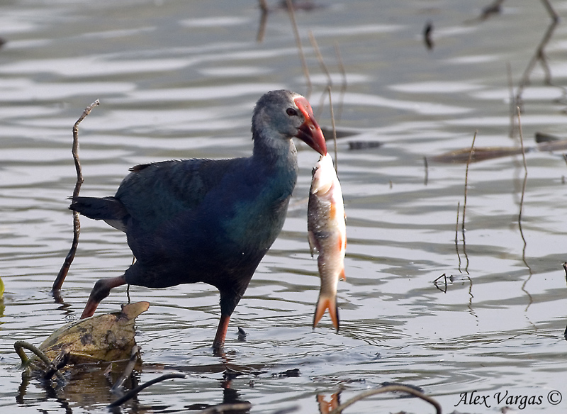 Grey-headed Swamphen - 2009 - breed 2