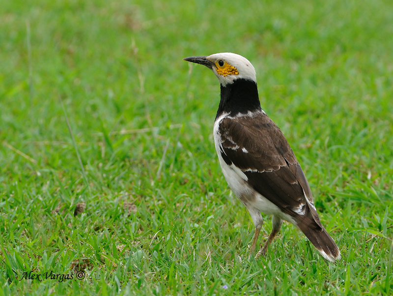 Black-collared Starling - 2