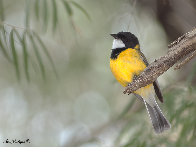 Golden Whistler 1