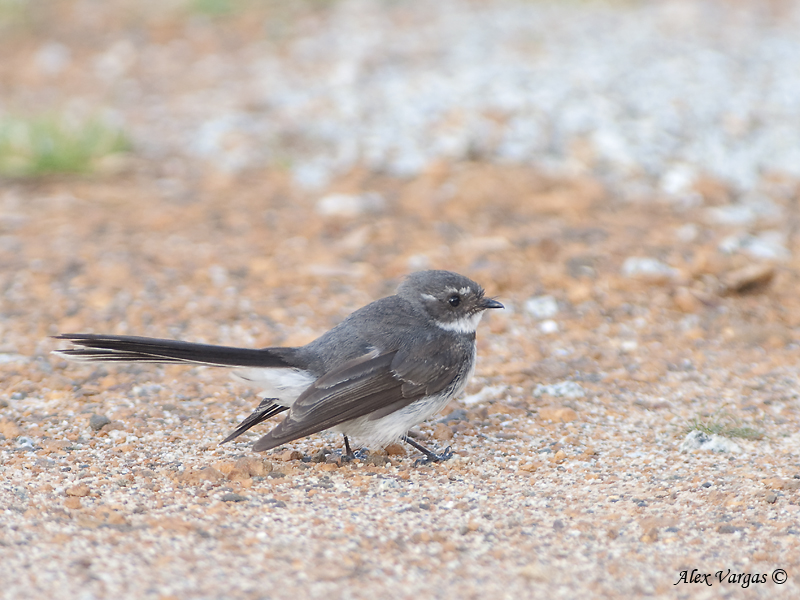 Grey Fantail 1