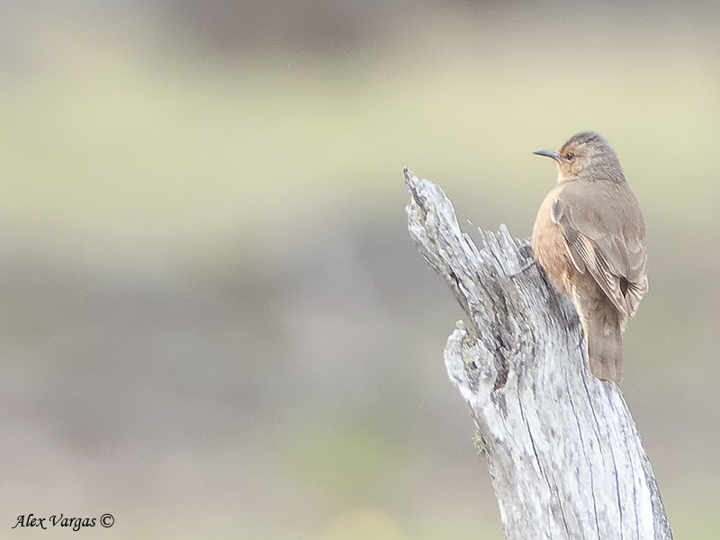 Rufous Treecreeper