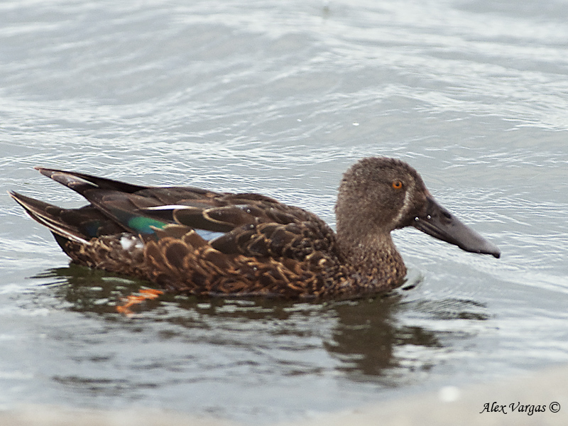 Australian Shoveler