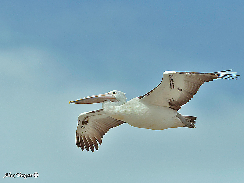 Australian Pelican