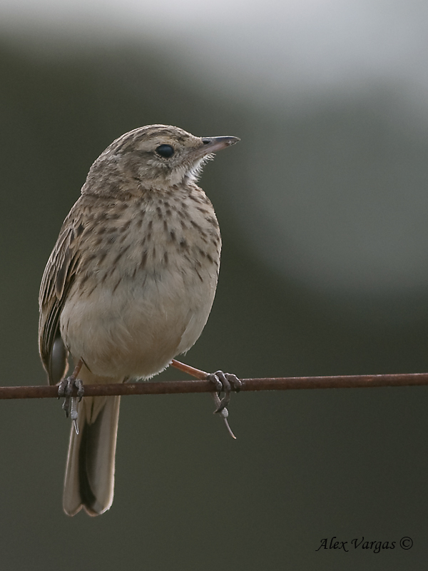 Australian Pipit 2