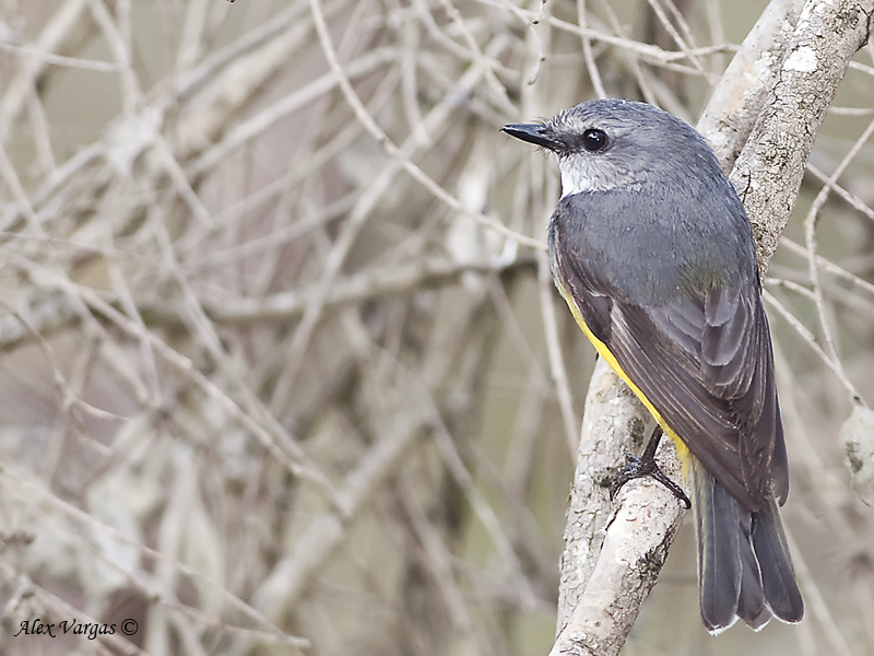 Western Yellow Robin 2