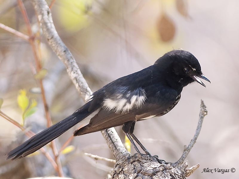 Willie Wagtail - juvenile