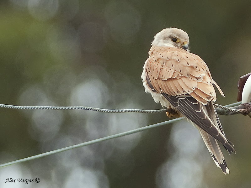 Nankeen Kestrel - female