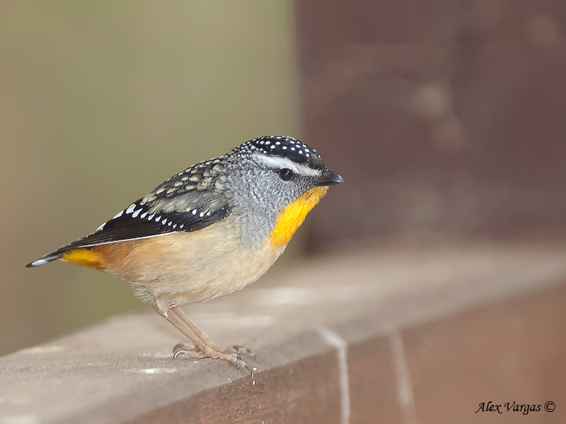 Spotted Pardalote 2