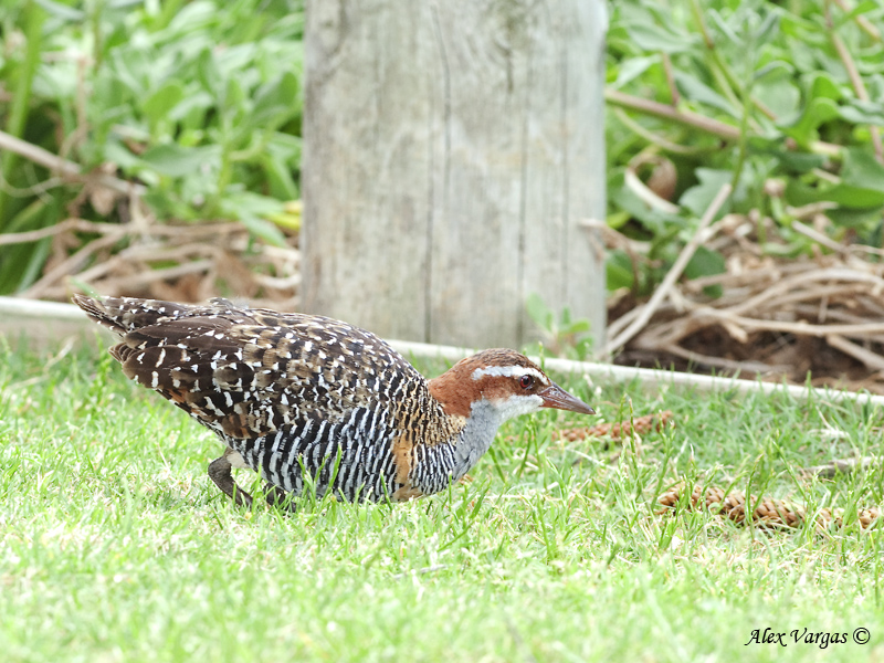 Buff-banded Rail 2