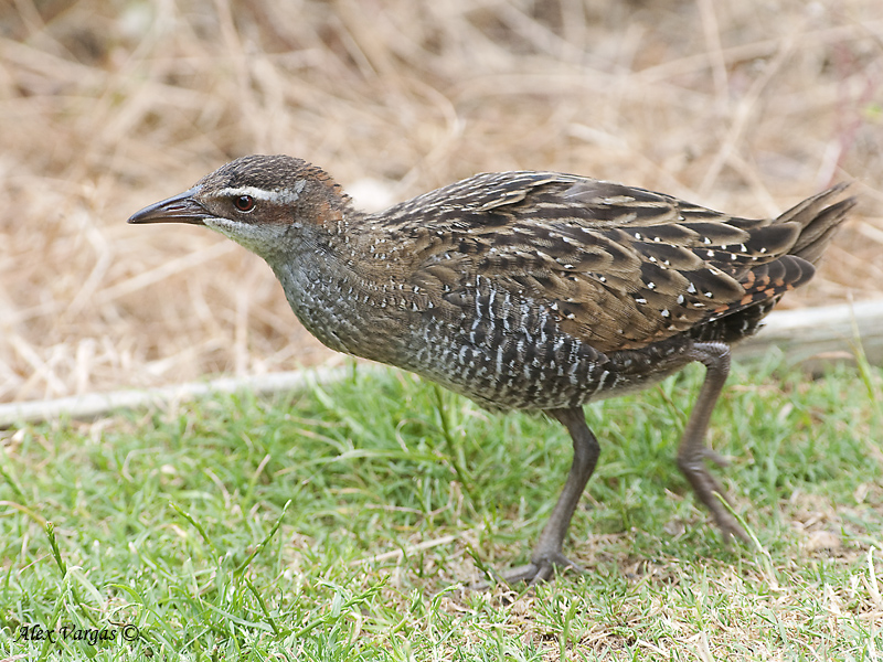 Buff-banded Rail - juvenile
