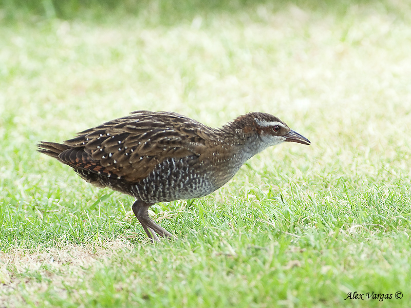 Buff-banded Rail - juvenile 2
