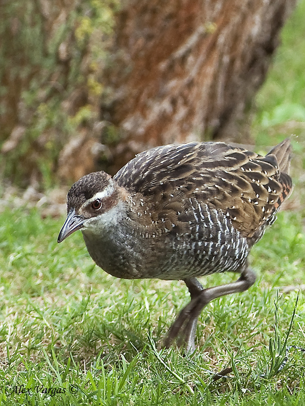 Buff-banded Rail - juvenile 3