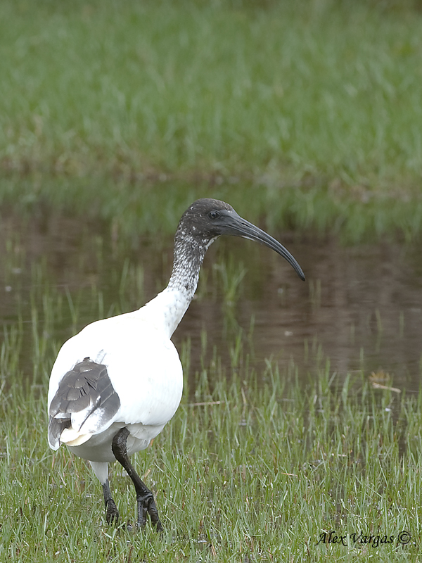 Australian White Ibis 2