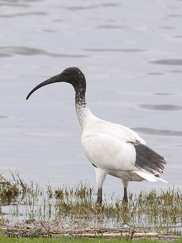 Australian White Ibis