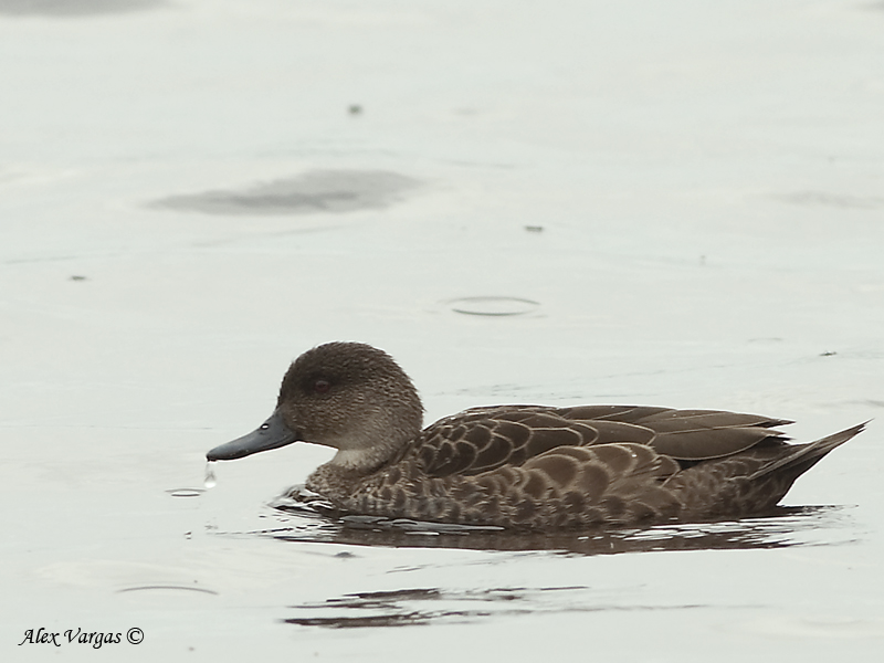 Grey Teal