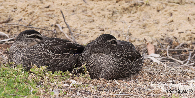 Pacific Black Duck - sleeping