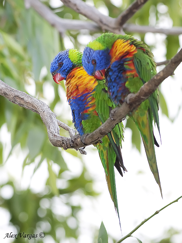 Rainbow Lorikeet - pair