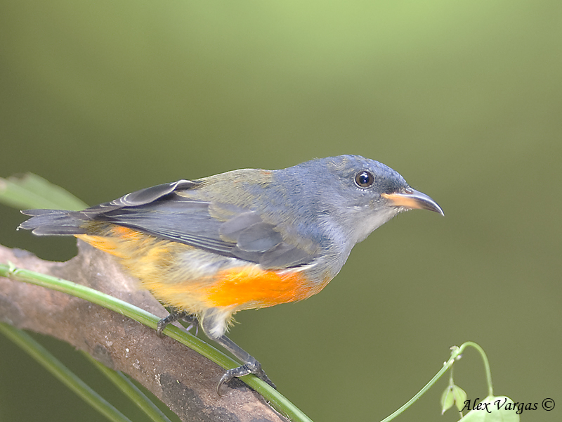 Orange-bellied Flowerpecker - juvenile 3 -- 1 Sp 244