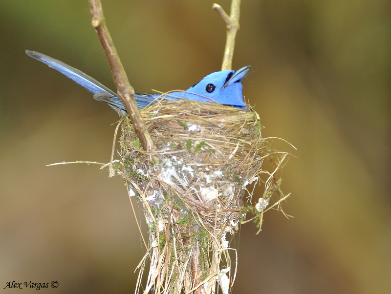 Black-naped Monarch - nesting - male 3