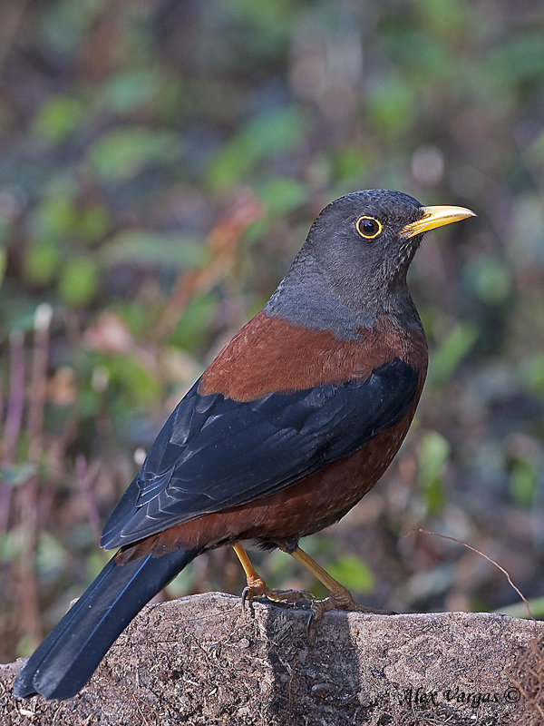 Chestnut Thrush - alert