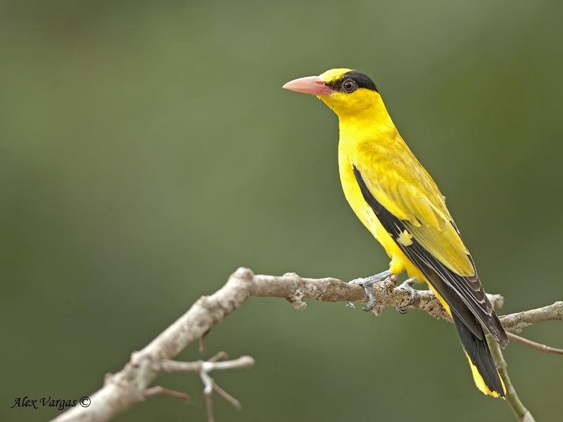 Black-naped Oriole