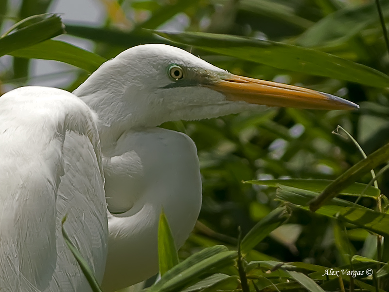 Great Egret 2010 - portrait