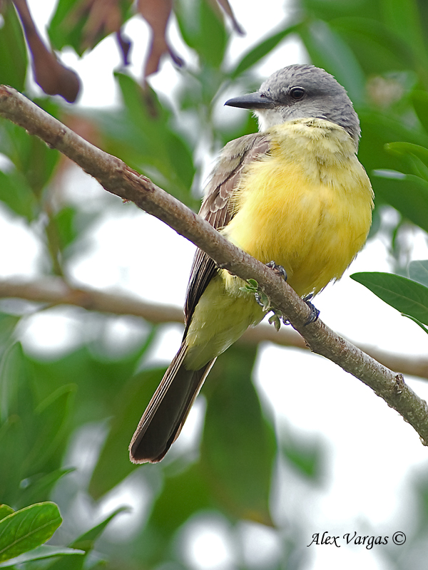 Tropical Kingbird 2010 - 2