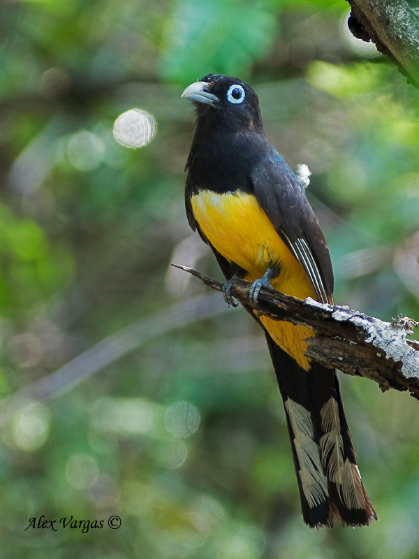 Black-headed Trogon 2010 - male 3