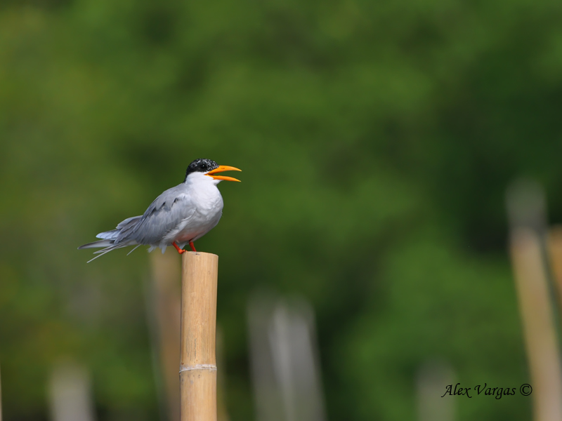 River Tern - far away