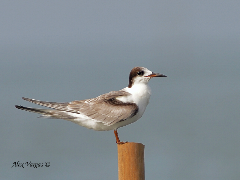 Common Tern - molting