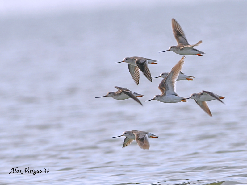 Terek Sandpiper - group flight
