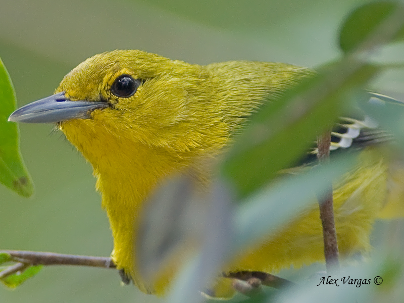 Common Iora - male - portrait