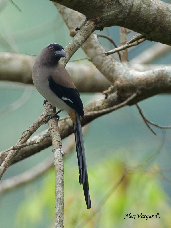 Grey Treepie