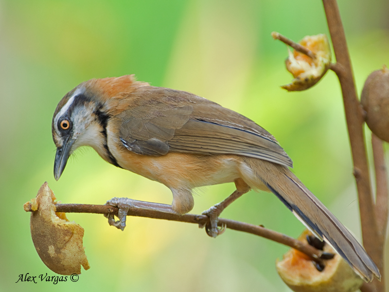 Lesser Necklaced Laughingthrush - 2010 - fruit lunch