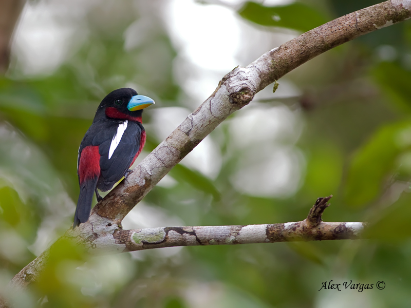 Black-and-Red Broadbill - 3