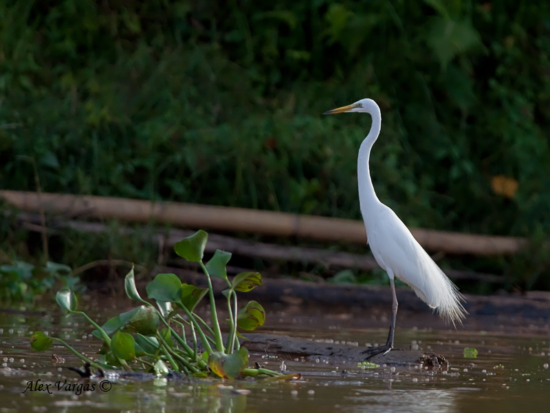 Intermediate Egret