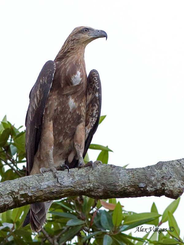 Grey-headed Fish-Eagle - juvenile 3