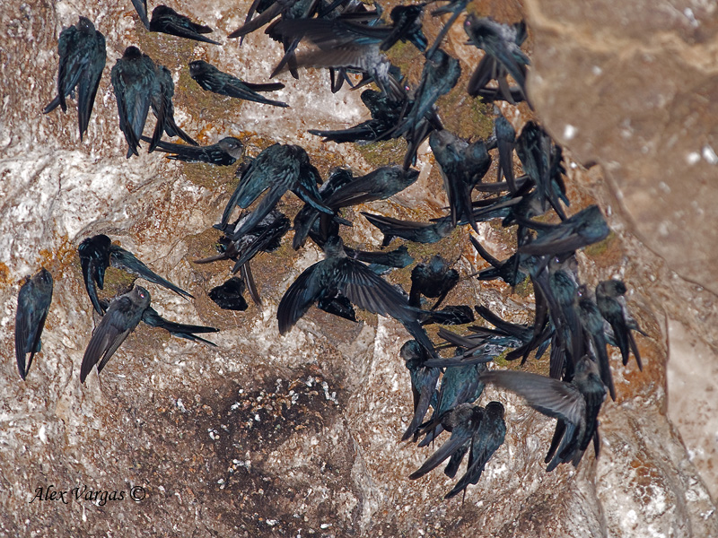 Mossy-nest Swiftlet - sp 46