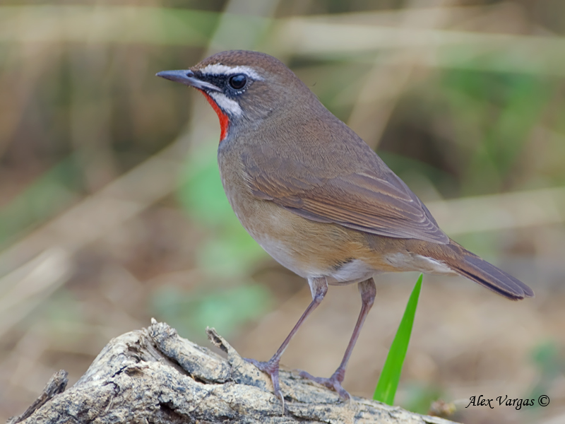 Siberian Rubythroat - 3