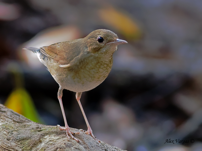 Siberian Blue-Robin - female