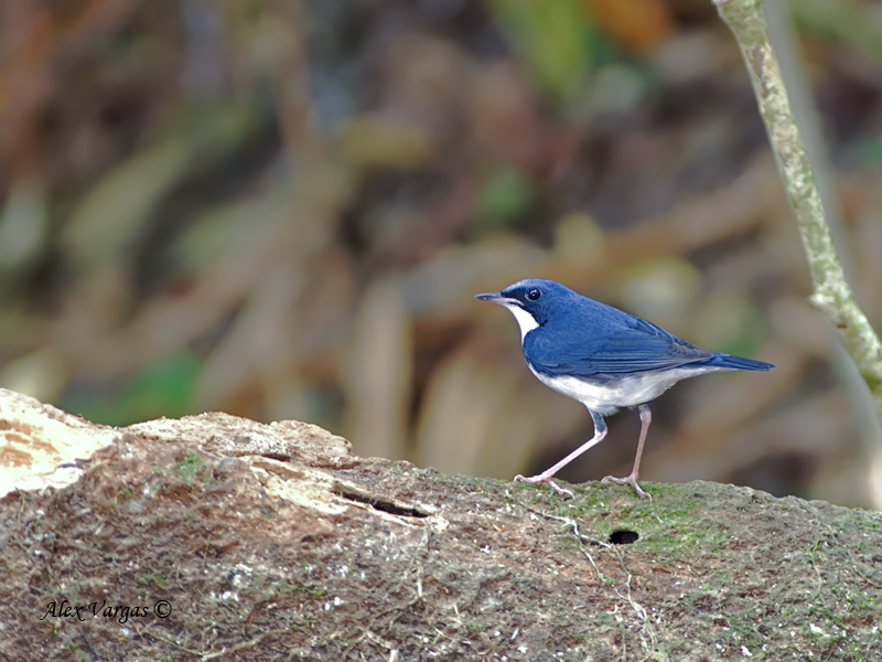 Siberian Blue-Robin - male - 2010