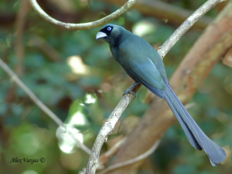 Racket-tailed Treepie - 2010