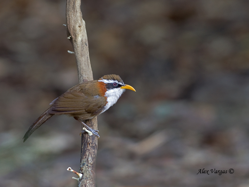 White-browed Scimitar-Babbler - 2010